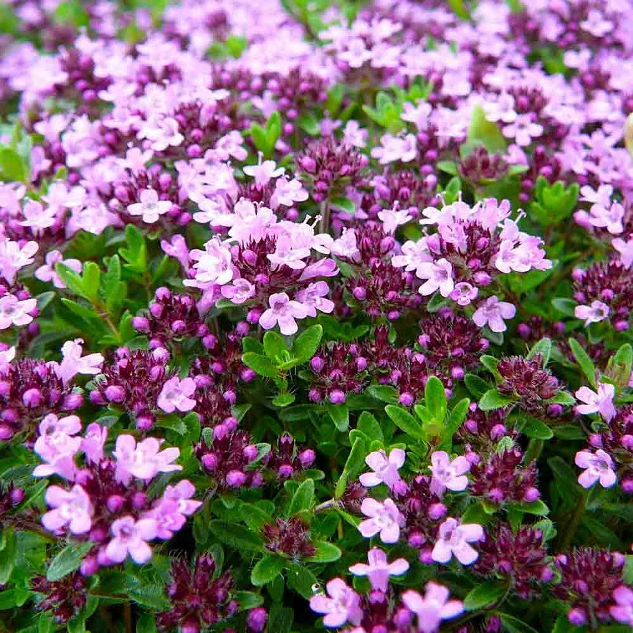 Macierzanka piaskowa