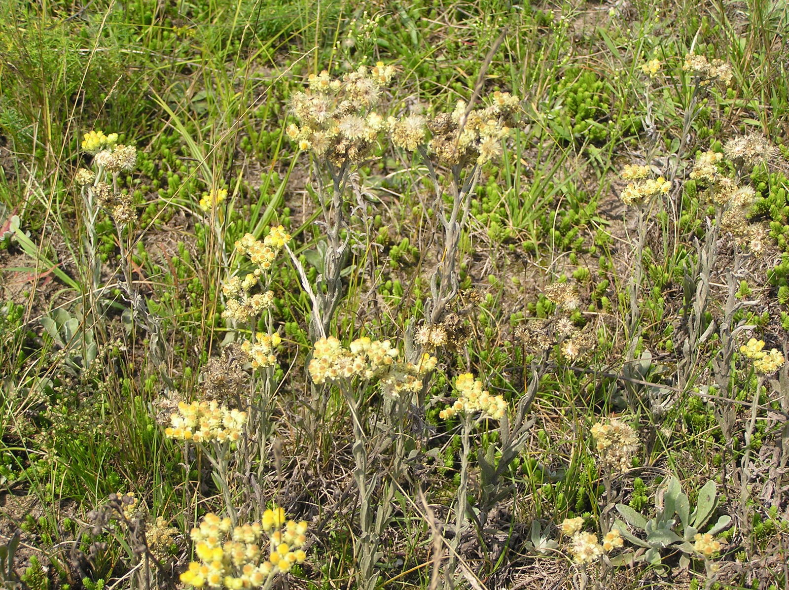 Kocanka piaskowa