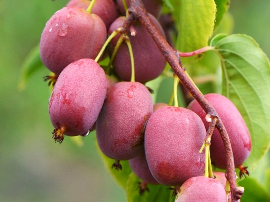 Aktinidia ostrolistna