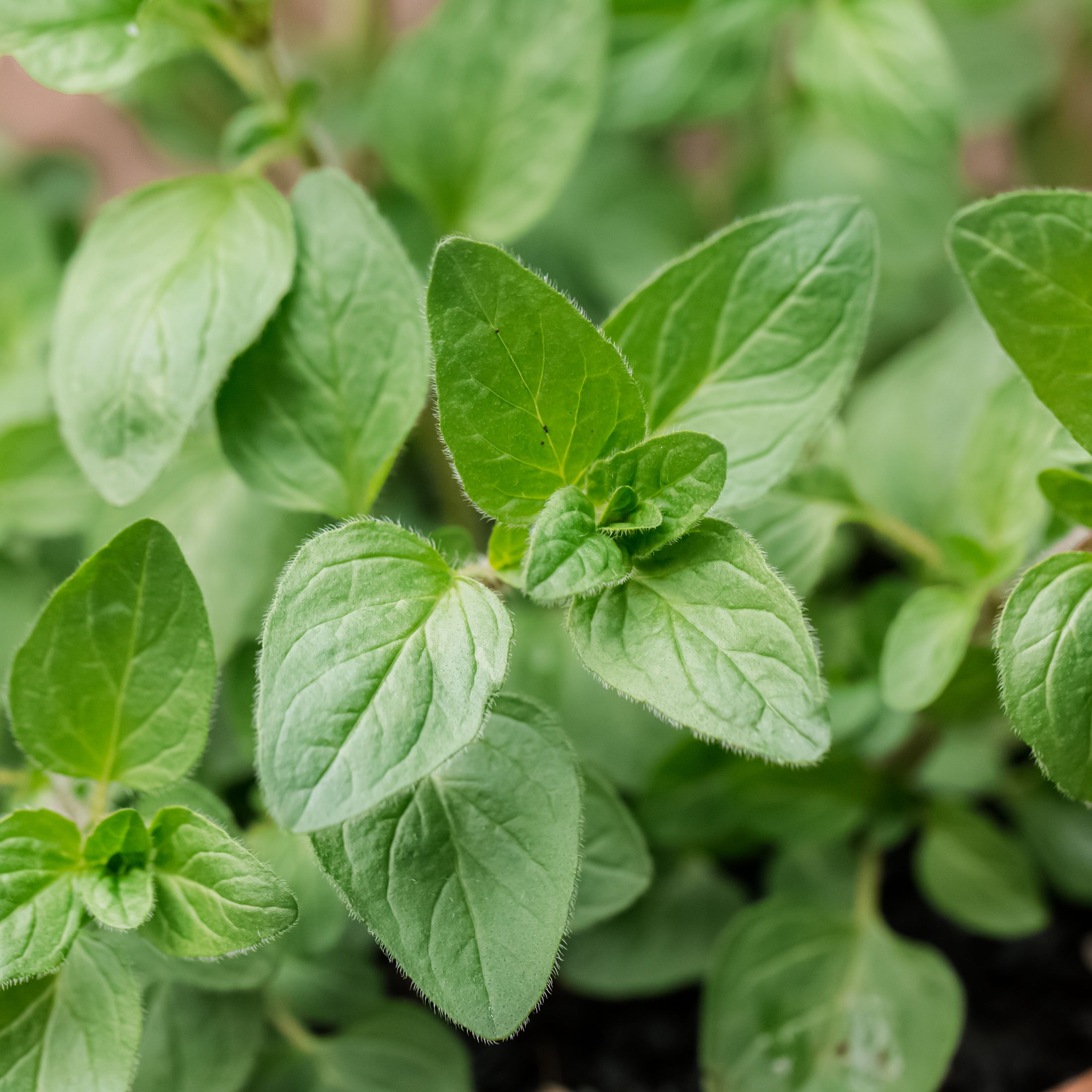 Oregano