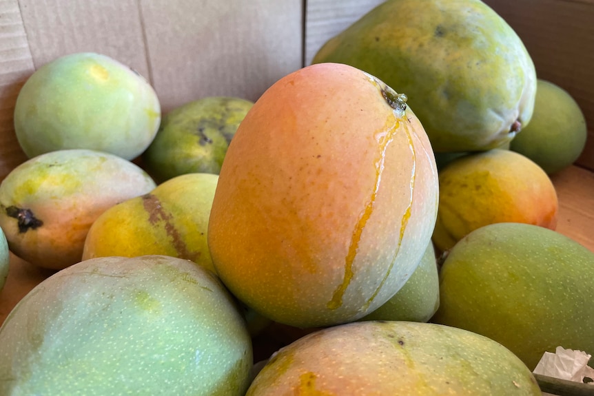 Mango