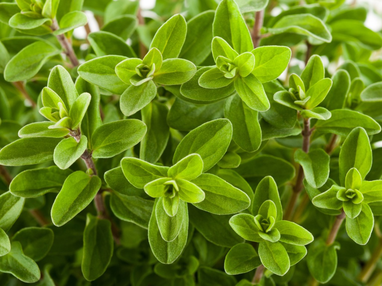 Majeranek