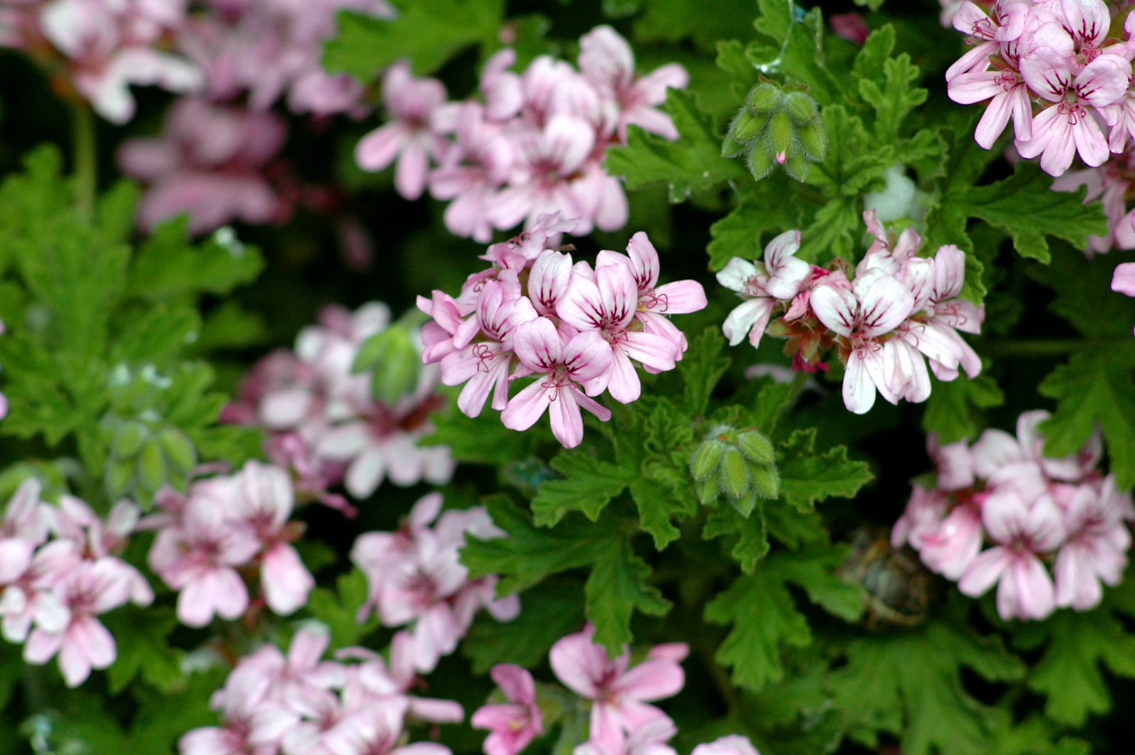 Pelargonia