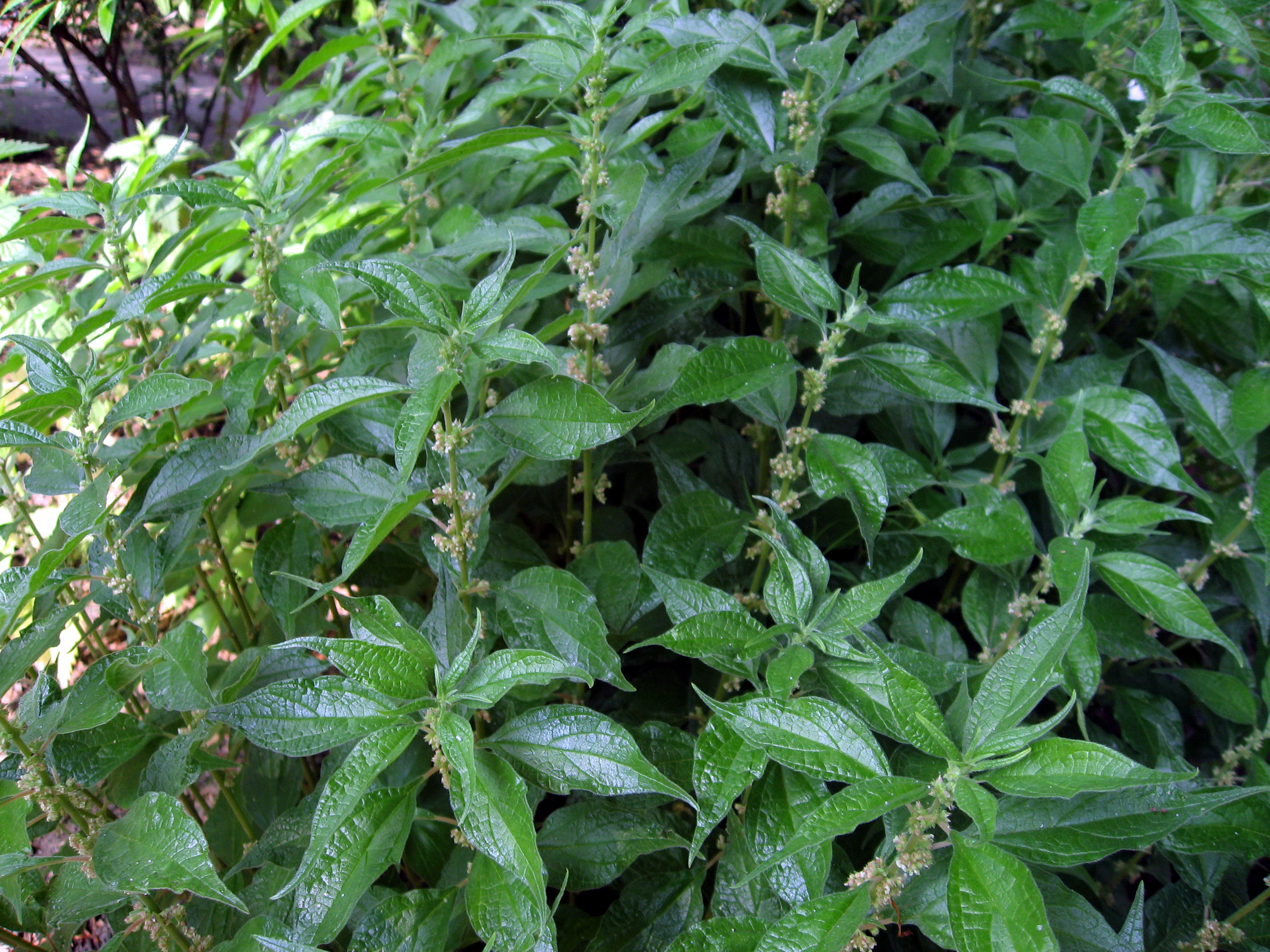Parietaria lekarska